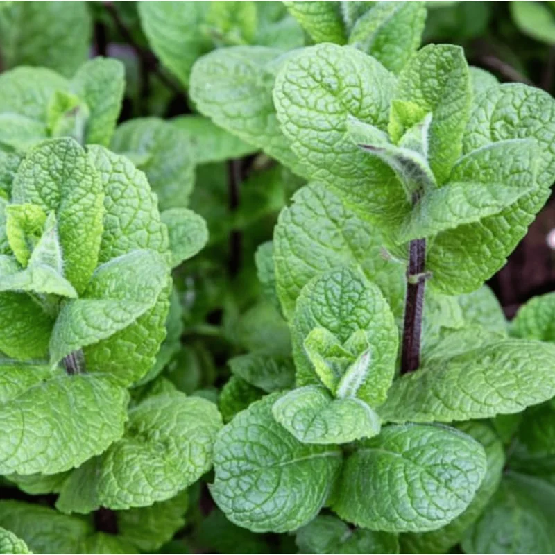 Mojito Mint Live Starter Plants - Pack of 2, 4-8 Inch Tall Culinary Herb Mojito Mint Live Starter Plants - Pack of 2, 4-8 Inch Tall Culinary Herb - Image 5