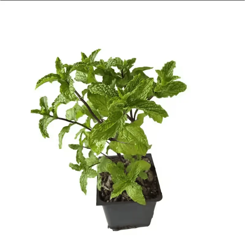 Mojito Mint Live Starter Plants - Pack of 2, 4-8 Inch Tall Culinary Herb Mojito Mint Live Starter Plants - Pack of 2, 4-8 Inch Tall Culinary Herb - Image 6