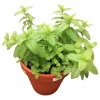 Mojito Mint Live Starter Plants - Pack of 2, 4-8 Inch Tall Culinary Herb Mojito Mint Live Starter Plants - Pack of 2, 4-8 Inch Tall Culinary Herb - Image 1