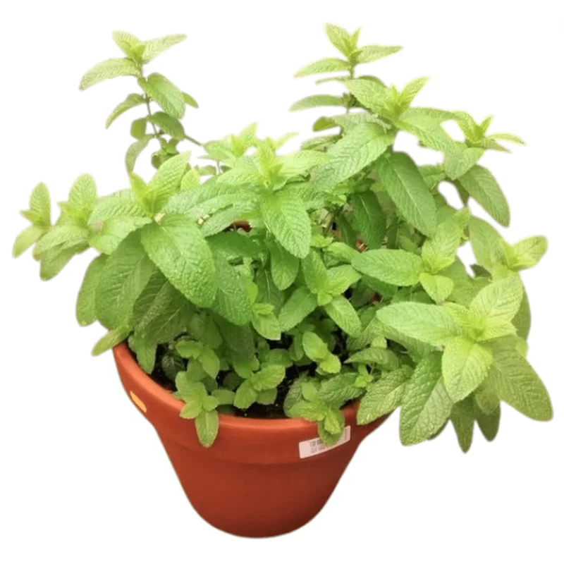 Mojito Mint Live Starter Plants - Pack of 2, 4-8 Inch Tall Culinary Herb Mojito Mint Live Starter Plants - Pack of 2, 4-8 Inch Tall Culinary Herb - Image 1