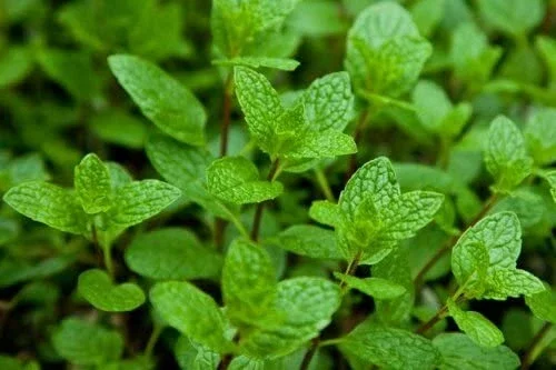Mojito Mint Seeds (5000 Count) or 4-7 inch Live Plant – Non-GMO Herb for Indoor/Outdoor Mojito Mint Seeds (5000 Count) or 4-7 inch Live Plant – Non-GMO Herb for Indoor/Outdoor - Image 3