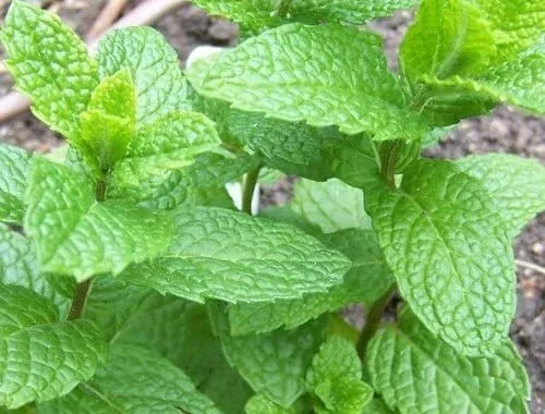 Mojito Mint Seeds (5000 Count) or 4-7 inch Live Plant – Non-GMO Herb for Indoor/Outdoor Mojito Mint Seeds (5000 Count) or 4-7 inch Live Plant – Non-GMO Herb for Indoor/Outdoor - Image 4