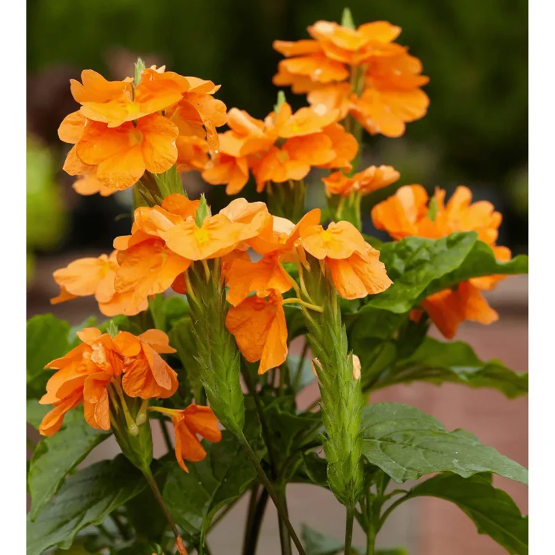 Mona Wallhead Crossandra Live Plant – 4-8 Inch Tall – Salmon-Orange Blooms - Image 2