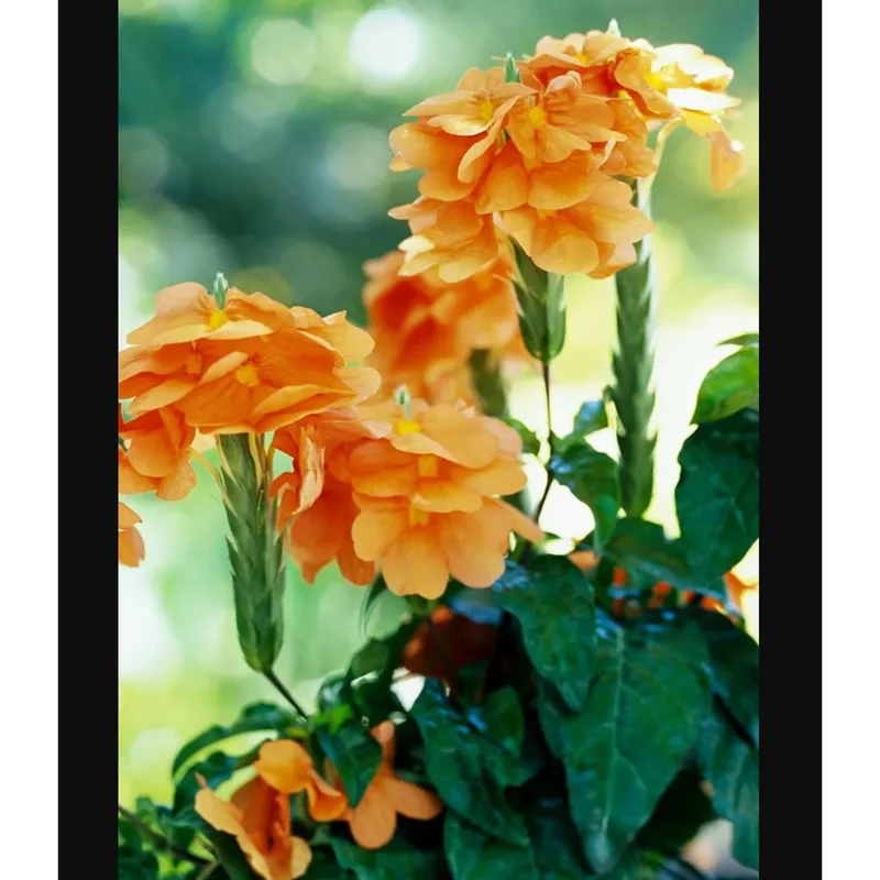 Mona Wallhead Crossandra Live Plant – 4-8 Inch Tall – Salmon-Orange Blooms Mona Wallhead Crossandra Live Plant – 4-8 Inch Tall – Salmon-Orange Blooms - Image 3