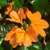 Mona Wallhead Crossandra Live Plant – 4-8 Inch Tall – Salmon-Orange Blooms - Image 1