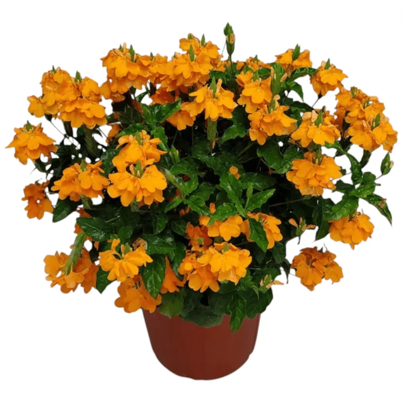 Mona Wallhead Crossandra Live Plant – 4-8 Inch Tall – Salmon-Orange Blooms Mona Wallhead Crossandra Live Plant – 4-8 Inch Tall – Salmon-Orange Blooms - Image 4