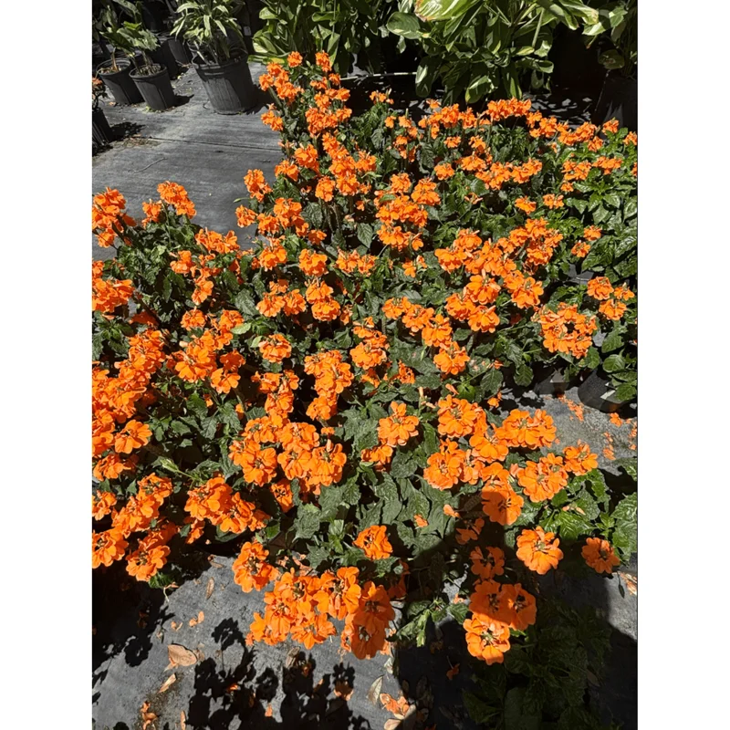 Mona Wallhead Crossandra Live Plant – 4-8 Inch Tall – Salmon-Orange Blooms Mona Wallhead Crossandra Live Plant – 4-8 Inch Tall – Salmon-Orange Blooms - Image 5