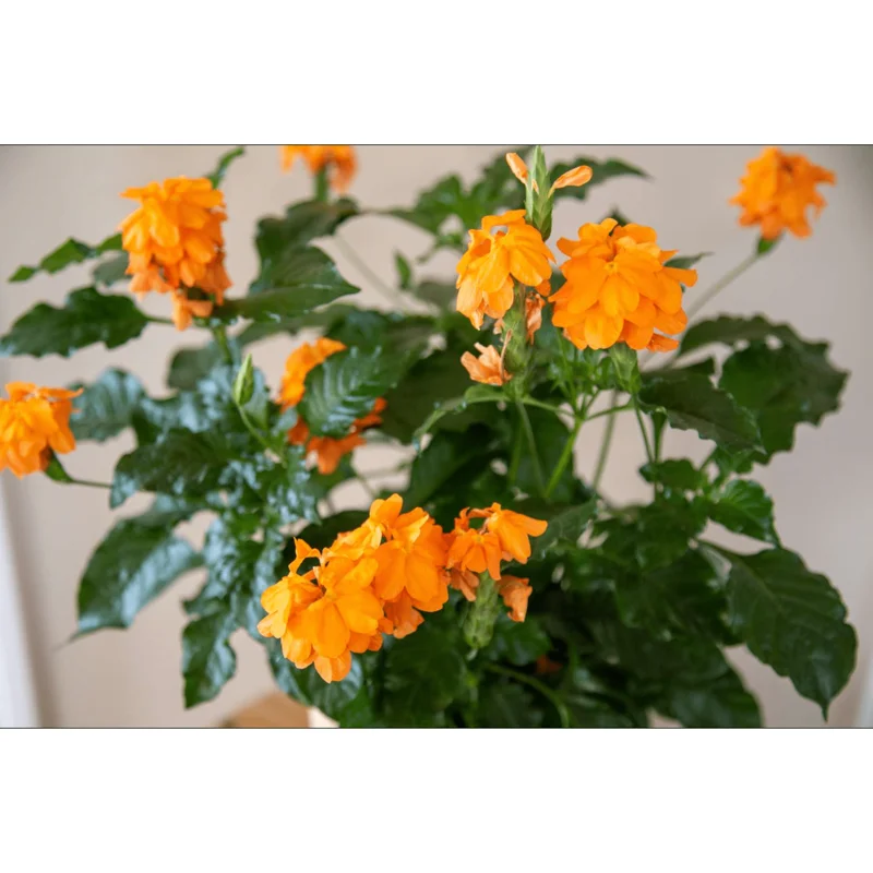 Mona Wallhead Crossandra Live Plant – 4-8 Inch Tall – Salmon-Orange Blooms Mona Wallhead Crossandra Live Plant – 4-8 Inch Tall – Salmon-Orange Blooms - Image 7