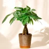 Money Tree Live Plant – 4-7 Inches Tall in 4-Inch Pot – Indoor Houseplant Money Tree Live Plant – 4-7 Inches Tall in 4-Inch Pot – Indoor Houseplant - Image 1