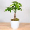 Money Tree Pachira aquatica Live Plant – 10-14 Inch, 1-Gallon Pot, Air Purifying Indoor Money Tree Pachira aquatica Live Plant – 10-14 Inch, 1-Gallon Pot, Air Purifying Indoor - Image 1