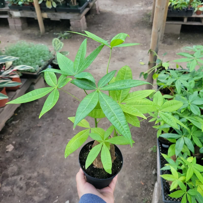 Money Tree Plant - Pachira Aquatica Live Plant - 4 inch Pot - Indoor Houseplant - Image 2