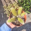 Monkey Tail Cactus Live Plant – 2in or 4in Pot – Unique Hanging Succulent - Image 1