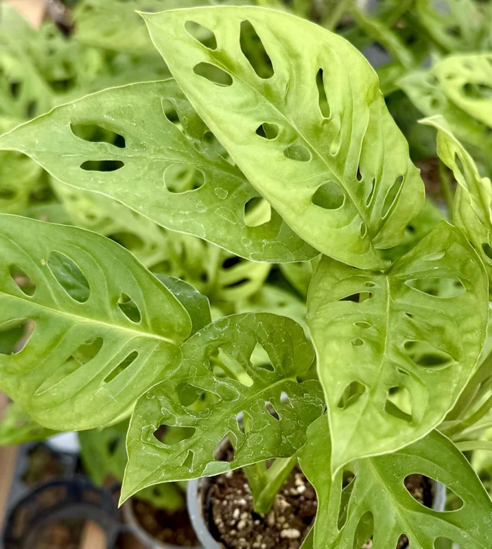 Monstera Adansonii Live Plant - Swiss Cheese Houseplant, 4 Inch Pot Monstera Adansonii Live Plant - Swiss Cheese Houseplant, 4 Inch Pot - Image 2
