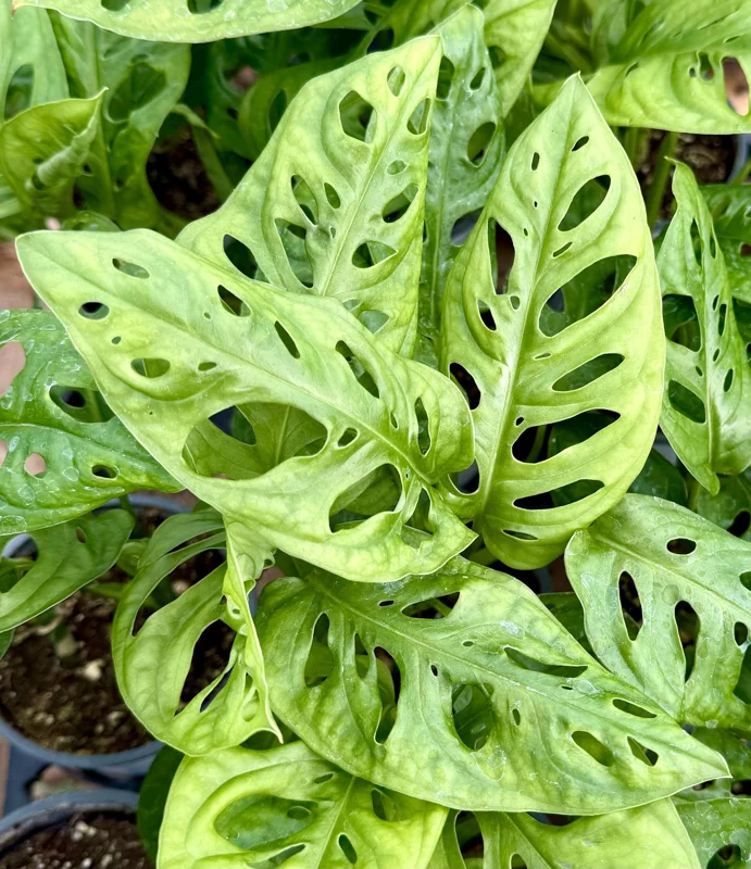 Monstera Adansonii Live Plant - Swiss Cheese Houseplant, 4 Inch Pot Monstera Adansonii Live Plant - Swiss Cheese Houseplant, 4 Inch Pot - Image 3
