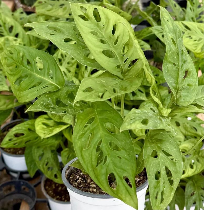 Monstera Adansonii Live Plant - Swiss Cheese Houseplant, 4 Inch Pot Monstera Adansonii Live Plant - Swiss Cheese Houseplant, 4 Inch Pot - Image 4