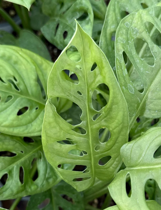 Monstera Adansonii Live Plant - Swiss Cheese Houseplant, 4 Inch Pot Monstera Adansonii Live Plant - Swiss Cheese Houseplant, 4 Inch Pot - Image 5