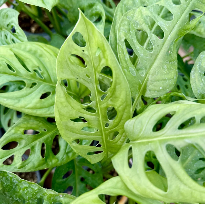 Monstera Adansonii Live Plant - Swiss Cheese Houseplant, 4 Inch Pot Monstera Adansonii Live Plant - Swiss Cheese Houseplant, 4 Inch Pot - Image 1