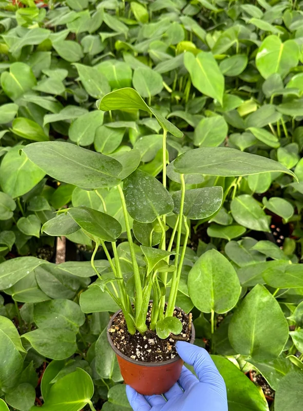 Monstera Deliciosa Live Plant - Swiss Cheese Houseplant 4 Inch Pot Indoor Monstera Deliciosa Live Plant - Swiss Cheese Houseplant 4 Inch Pot Indoor - Image 2
