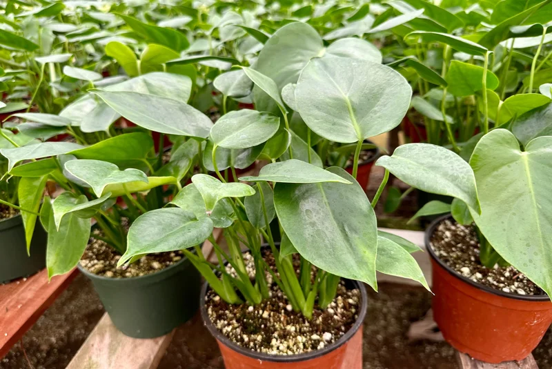 Monstera Deliciosa Live Plant - Swiss Cheese Houseplant 4 Inch Pot Indoor Monstera Deliciosa Live Plant - Swiss Cheese Houseplant 4 Inch Pot Indoor - Image 3