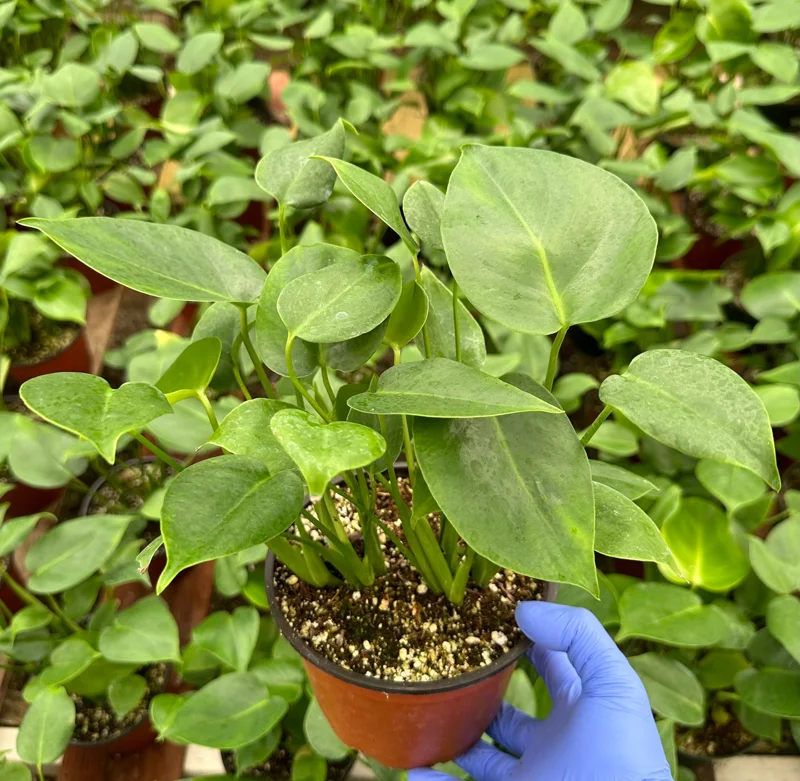 Monstera Deliciosa Live Plant - Swiss Cheese Houseplant 4 Inch Pot Indoor Monstera Deliciosa Live Plant - Swiss Cheese Houseplant 4 Inch Pot Indoor - Image 1