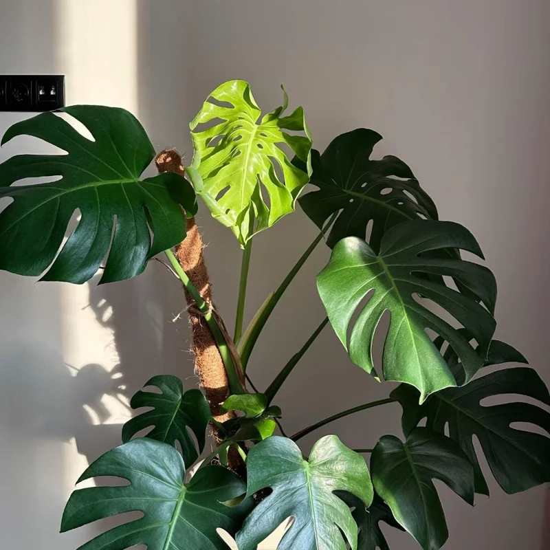 Monstera Deliciosa Live Plant – Tropical Houseplant – 4 Inch Pot – Indoor Monstera Deliciosa Live Plant – Tropical Houseplant – 4 Inch Pot – Indoor - Image 3