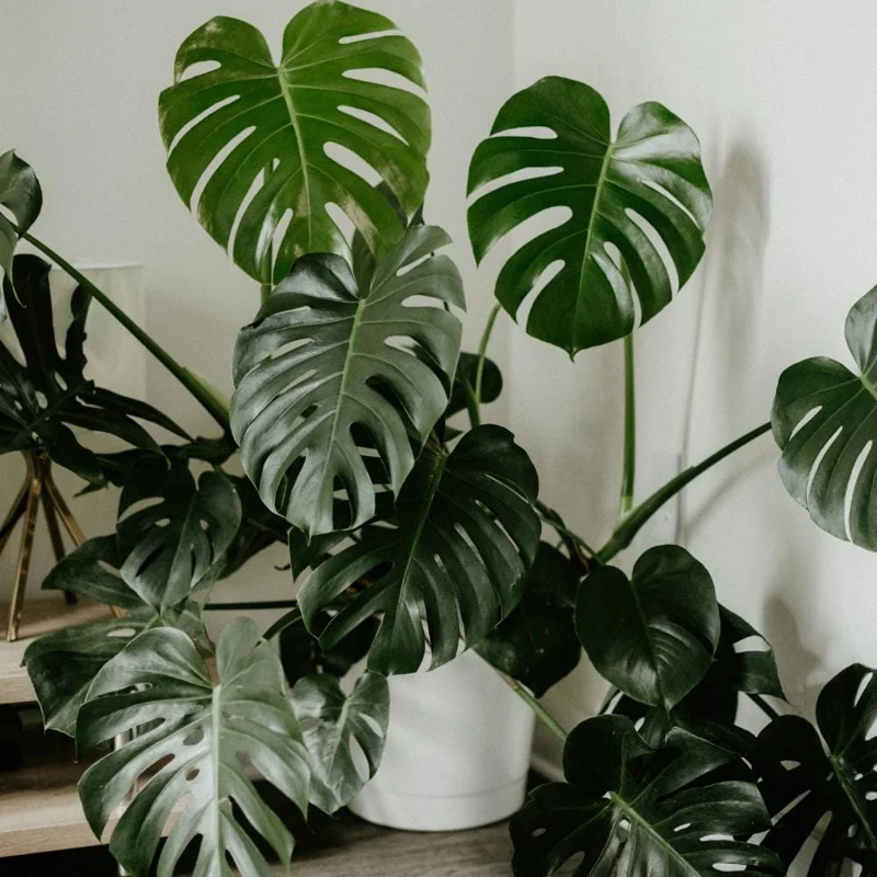 Monstera Deliciosa Live Plant – Tropical Houseplant – 4 Inch Pot – Indoor Monstera Deliciosa Live Plant – Tropical Houseplant – 4 Inch Pot – Indoor - Image 4