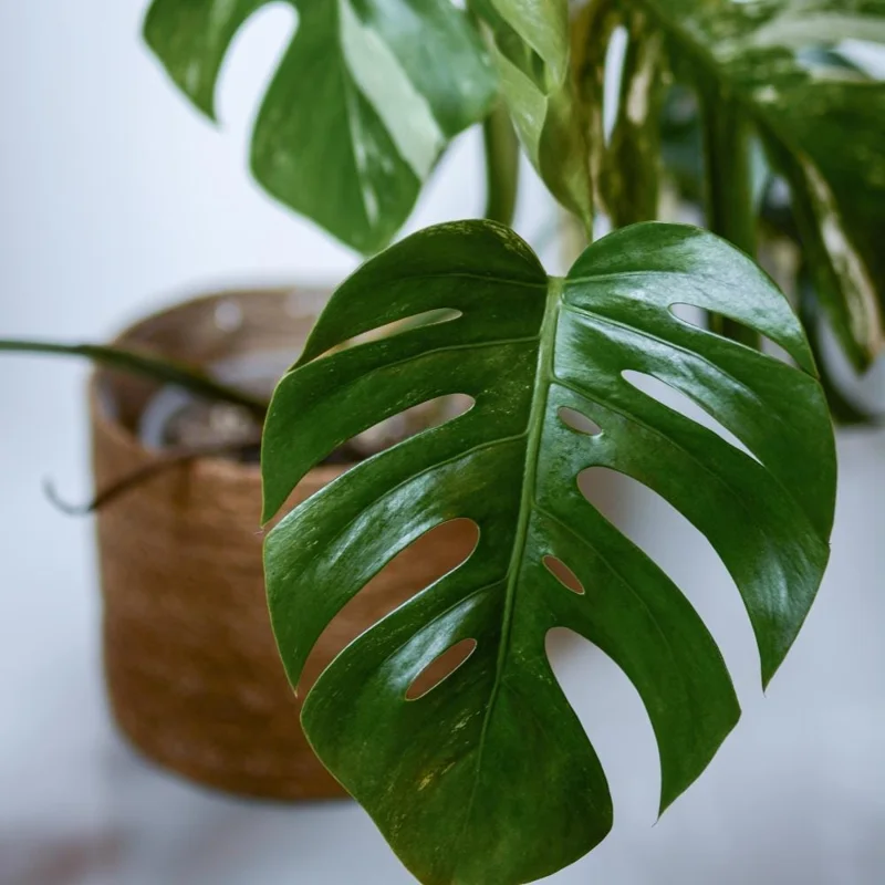 Monstera Deliciosa Live Plant – Tropical Houseplant – 4 Inch Pot – Indoor Monstera Deliciosa Live Plant – Tropical Houseplant – 4 Inch Pot – Indoor - Image 5