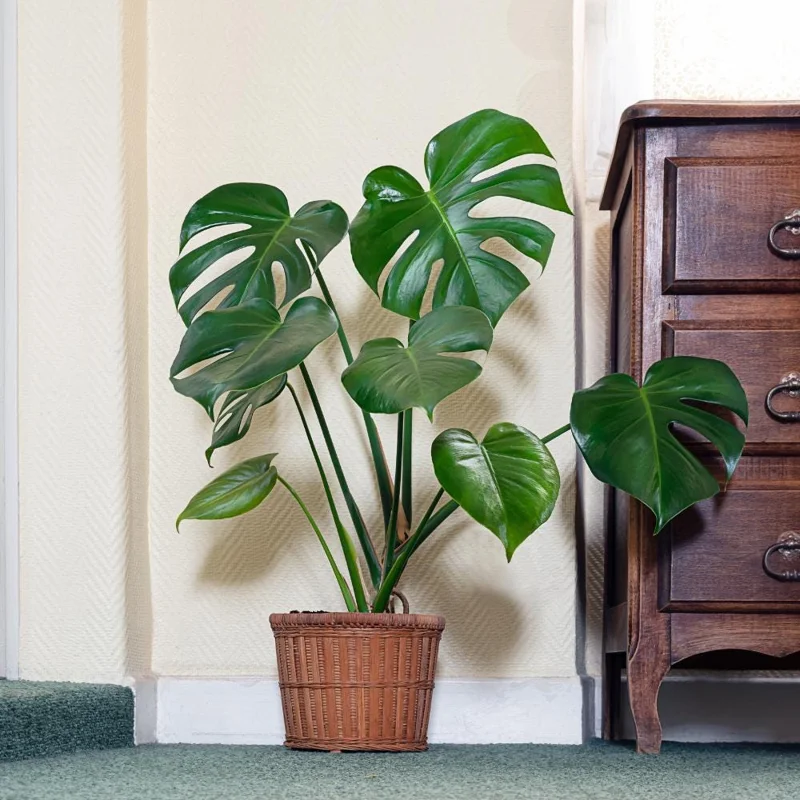 Monstera Deliciosa Live Plant – Tropical Houseplant – 4 Inch Pot – Indoor Monstera Deliciosa Live Plant – Tropical Houseplant – 4 Inch Pot – Indoor - Image 6
