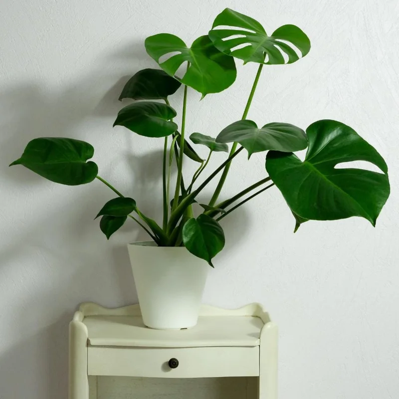 Monstera Deliciosa Live Plant – Tropical Houseplant – 4 Inch Pot – Indoor Monstera Deliciosa Live Plant – Tropical Houseplant – 4 Inch Pot – Indoor - Image 7