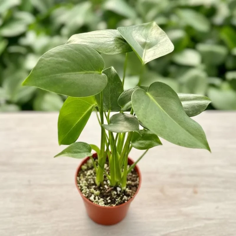 Monstera Deliciosa Live Plant – Tropical Houseplant – 4 Inch Pot – Indoor Monstera Deliciosa Live Plant – Tropical Houseplant – 4 Inch Pot – Indoor - Image 8