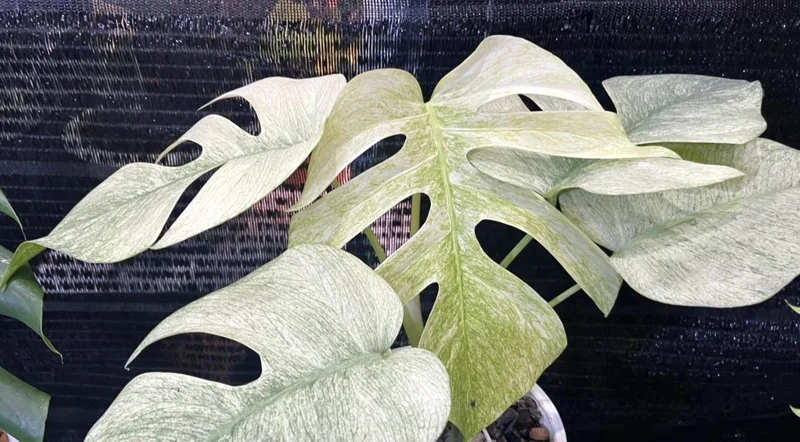 Monstera Mint Live Plant 5-8" Tall - Variegated Tropical Indoor Houseplant Monstera Mint Live Plant 5-8" Tall - Variegated Tropical Indoor Houseplant - Image 10