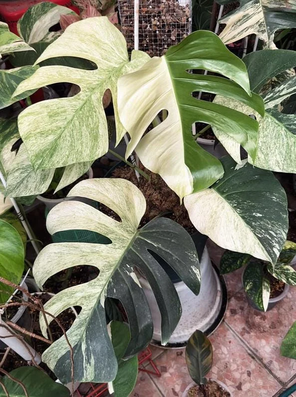 Monstera Mint Live Plant 5-8" Tall - Variegated Tropical Indoor Houseplant Monstera Mint Live Plant 5-8" Tall - Variegated Tropical Indoor Houseplant - Image 2