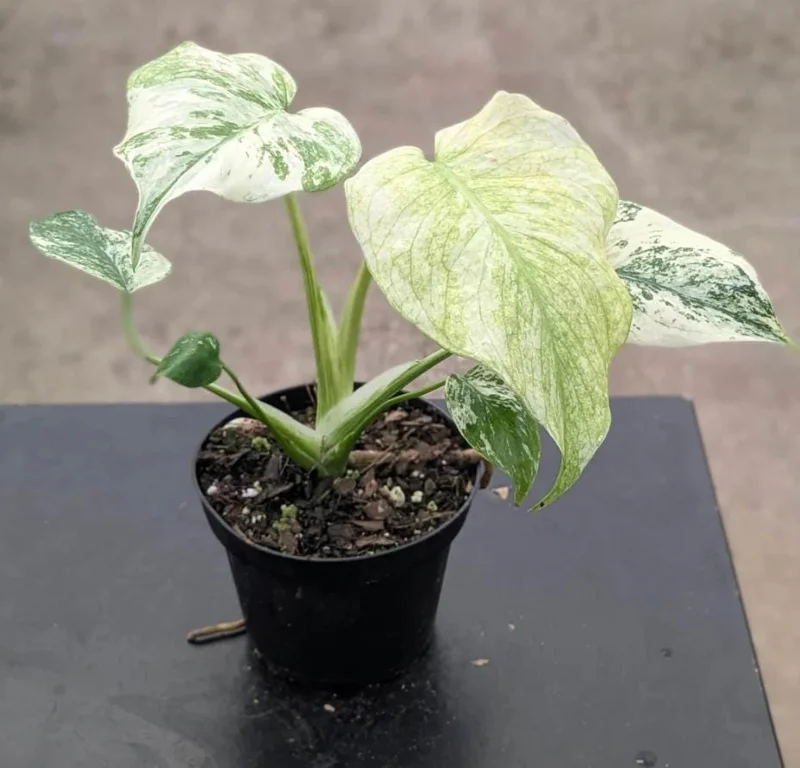 Monstera Mint Live Plant 5-8" Tall - Variegated Tropical Indoor Houseplant Monstera Mint Live Plant 5-8" Tall - Variegated Tropical Indoor Houseplant - Image 3