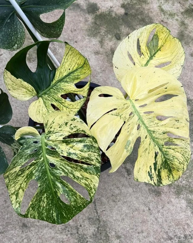 Monstera Mint Live Plant 5-8" Tall - Variegated Tropical Indoor Houseplant Monstera Mint Live Plant 5-8" Tall - Variegated Tropical Indoor Houseplant - Image 4