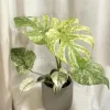 Monstera Mint Live Plant 5-8" Tall - Variegated Tropical Indoor Houseplant - Image 1