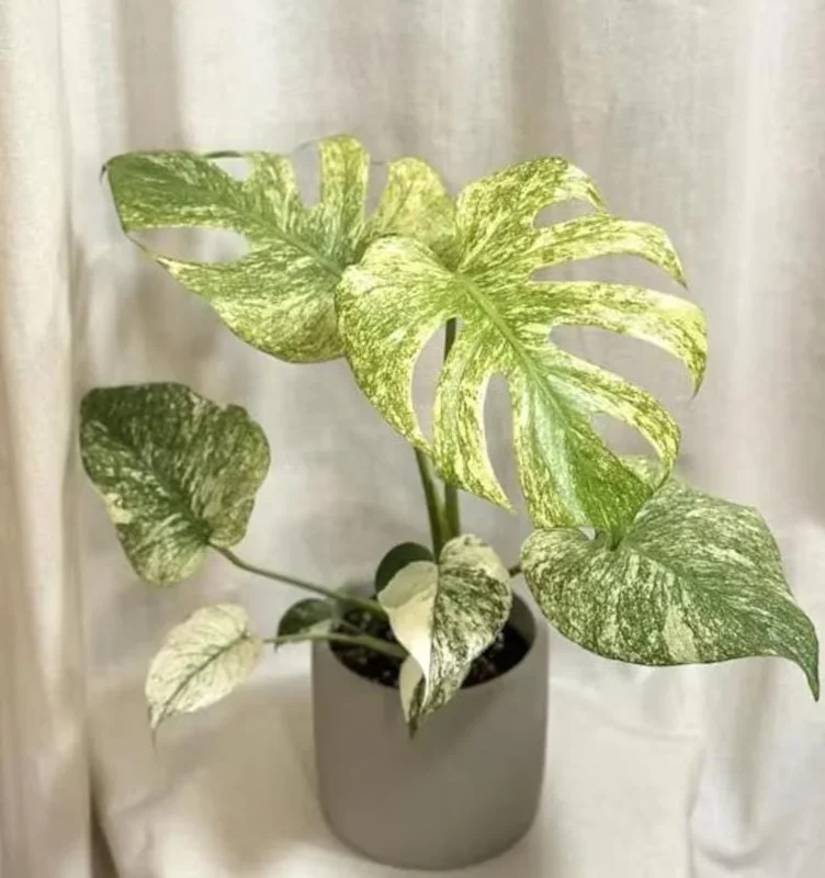 Monstera Mint Live Plant 5-8" Tall - Variegated Tropical Indoor Houseplant Monstera Mint Live Plant 5-8" Tall - Variegated Tropical Indoor Houseplant - Image 1