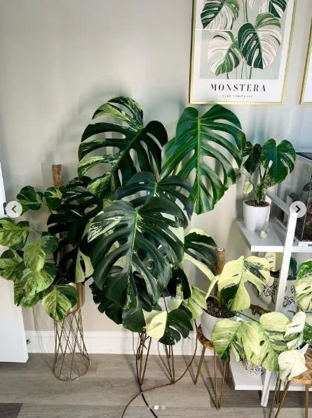 Monstera Mint Live Plant 5-8" Tall - Variegated Tropical Indoor Houseplant Monstera Mint Live Plant 5-8" Tall - Variegated Tropical Indoor Houseplant - Image 5