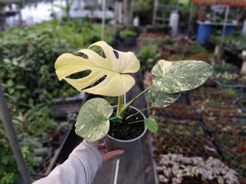 Monstera Mint Live Plant 5-8" Tall - Variegated Tropical Indoor Houseplant Monstera Mint Live Plant 5-8" Tall - Variegated Tropical Indoor Houseplant - Image 6