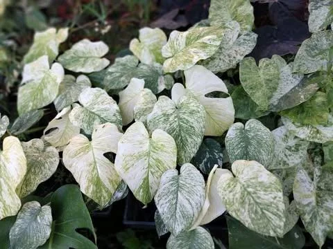 Monstera Mint Live Plant 5-8" Tall - Variegated Tropical Indoor Houseplant Monstera Mint Live Plant 5-8" Tall - Variegated Tropical Indoor Houseplant - Image 7