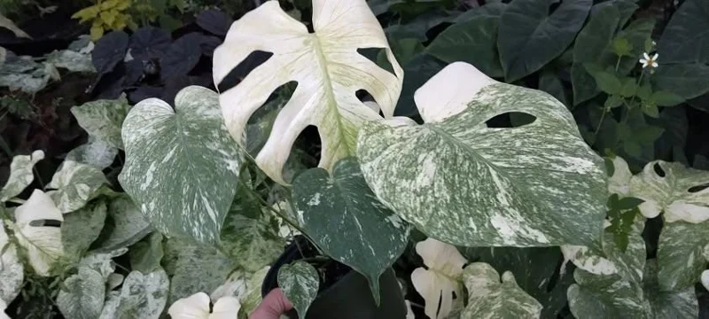 Monstera Mint Live Plant 5-8" Tall - Variegated Tropical Indoor Houseplant Monstera Mint Live Plant 5-8" Tall - Variegated Tropical Indoor Houseplant - Image 8