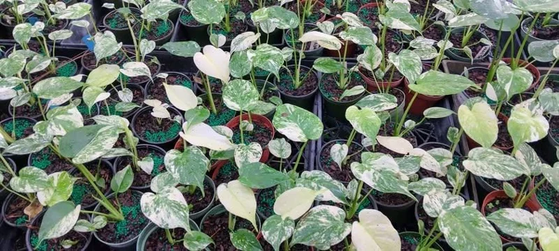 Monstera Mint Live Plant 5-8" Tall - Variegated Tropical Indoor Houseplant Monstera Mint Live Plant 5-8" Tall - Variegated Tropical Indoor Houseplant - Image 9