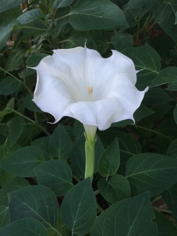 Moon Flower Seeds (Datura Innoxia) - 100 Seed Packet - White Perennial Outdoor - Image 2