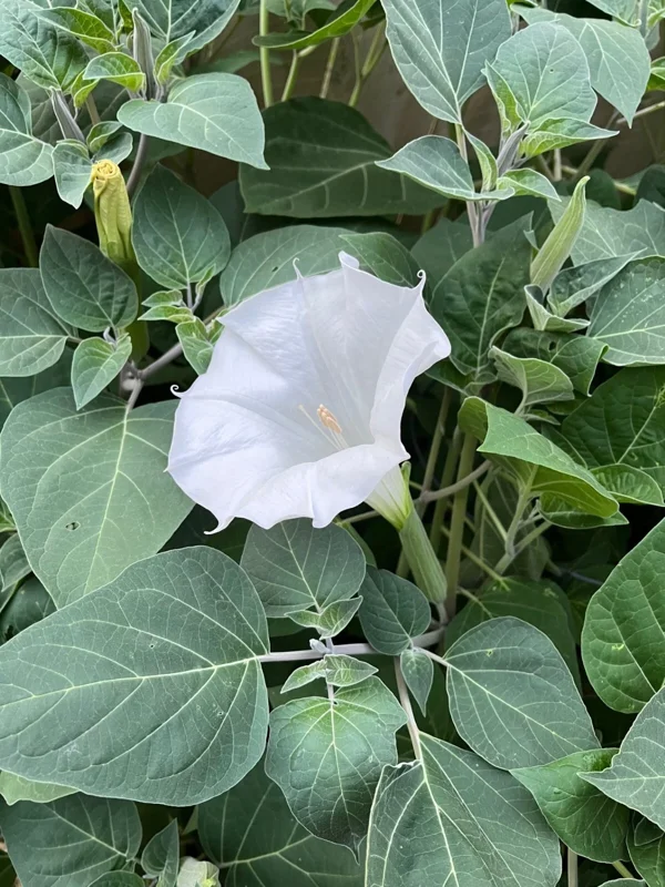 Moon Flower Seeds (Datura Innoxia) - 100 Seed Packet - White Perennial Outdoor - Image 1