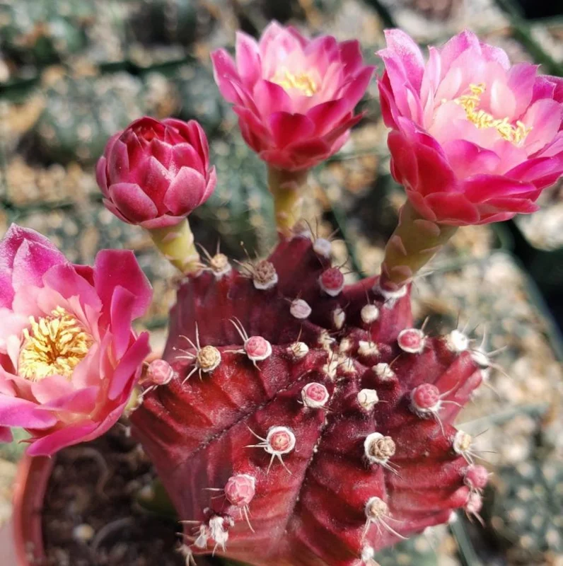 Moon Purple Cactus Live Plant – 3-inch Pot – Colorful Indoor Succulent - Image 2