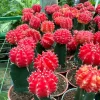 Moon Red Cactus Live Plant – 3-inch Pot – Colorful Indoor Succulent - Image 1