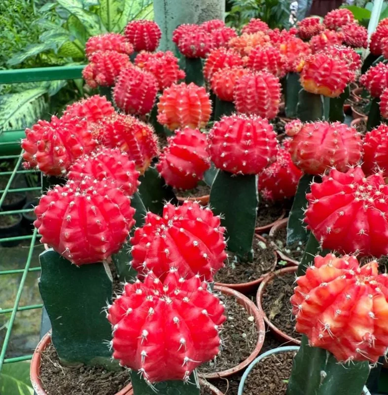 Moon Red Cactus Live Plant – 3-inch Pot – Colorful Indoor Succulent - Image 1