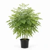 Moringa Live Plant - 4-8 Inch Tall Oleifera Drumstick Tree Seedling Indoor/Outdoor Moringa Live Plant - 4-8 Inch Tall Oleifera Drumstick Tree Seedling Indoor/Outdoor - Image 1