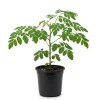 Moringa Live Plant – Fast Growing Drumstick Tree – 6-10 Inch Tall – 4 Inch Pot - Image 1
