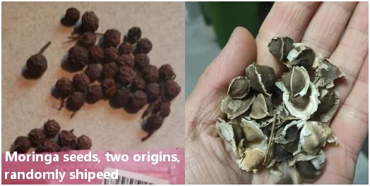 Moringa Oleifera Seeds - 100 Count - Perennial Tree Seeds for Home & Outdoor Garden Planting - Image 2