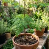 Moringa Oleifera Seeds - 100 Count - Perennial Tree Seeds for Home & Outdoor Garden Planting - Image 1